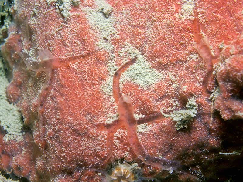 Bubaris vermiculata